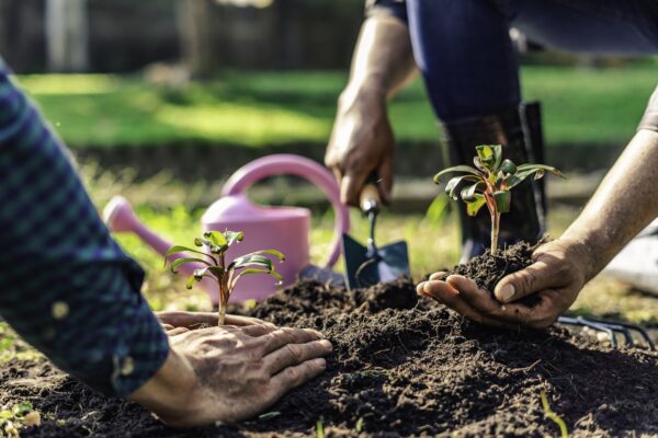 World environment day afforestation nature and ecology concept The male volunteer are planting seedlings and trees growing in the ground while working to save Earth, Earth Day.